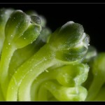 Broccoli and Sulforaphane