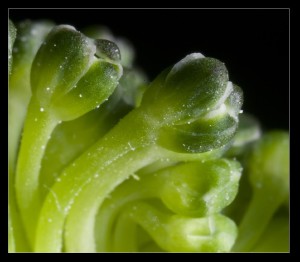 Broccoli up close
