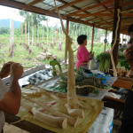 Native medicinal plants